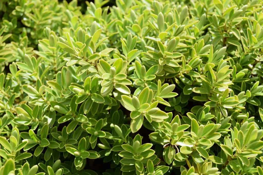 Hebe rakaiensis 10-15 cm